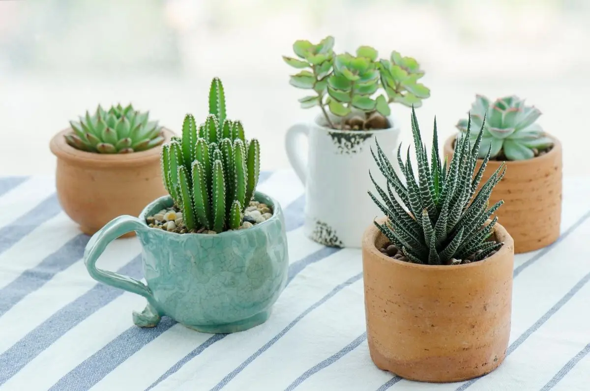 how-to-care-succ
