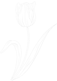 Shape