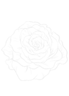 Shape